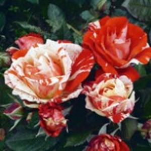 HANKY PANKY (floribunda)